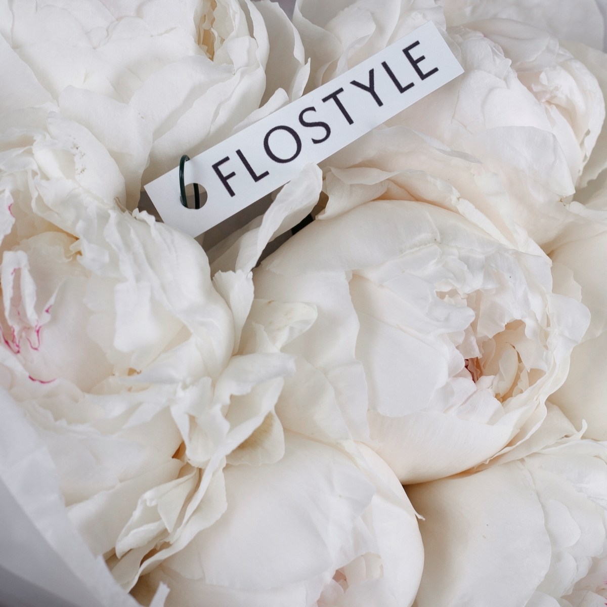 piony belye 7 sht pionov 2